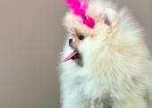 Pomeranian boo ayi surat yavrularımız